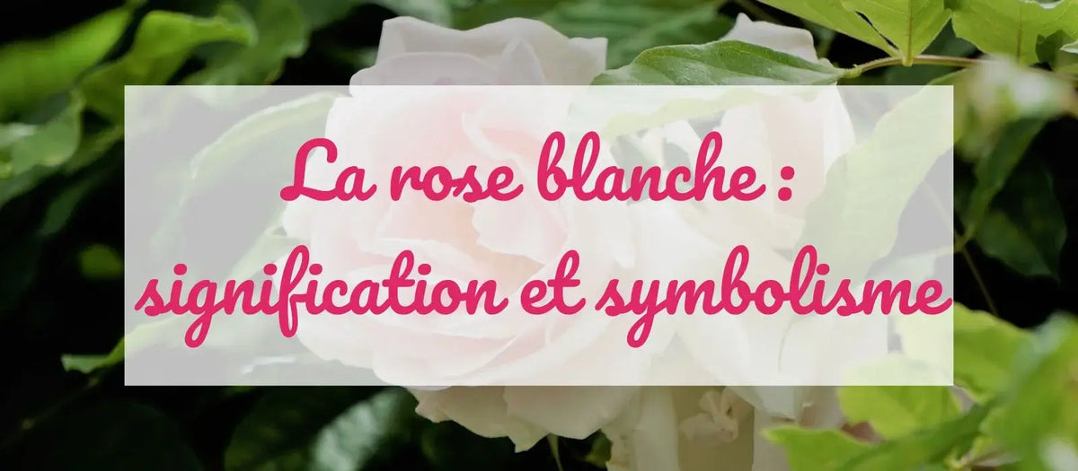 Signification de la rose blanche & Broche Addict
