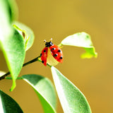 Ladybug Brooch<br> Freedom Regained