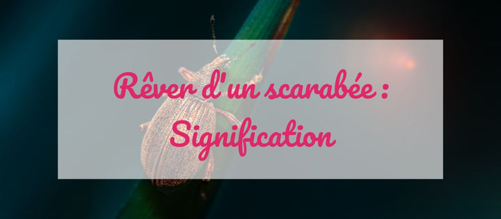 Rêve d’un scarabée : quelle signification ? 