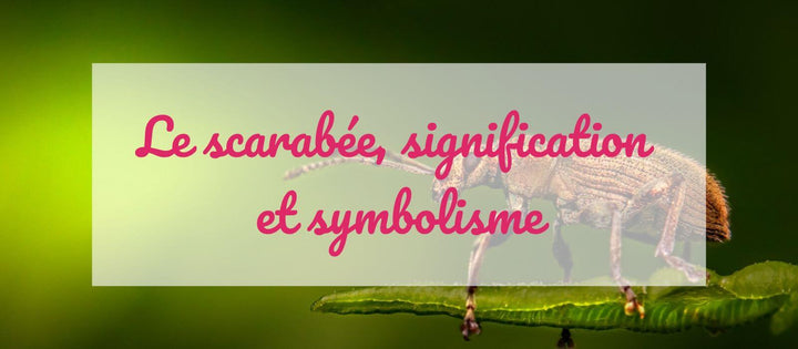 Le scarabée, signification et symbolisme